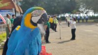 Satwa Taman Safari Beach Batang Upacara Bendera