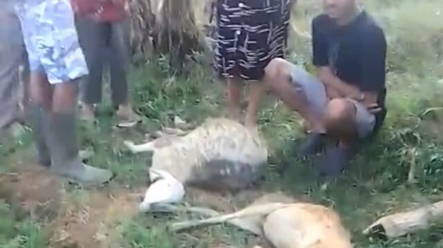 Sembilan Kambing Milik Warga Sodong Batang Mati Diterkam Harimau