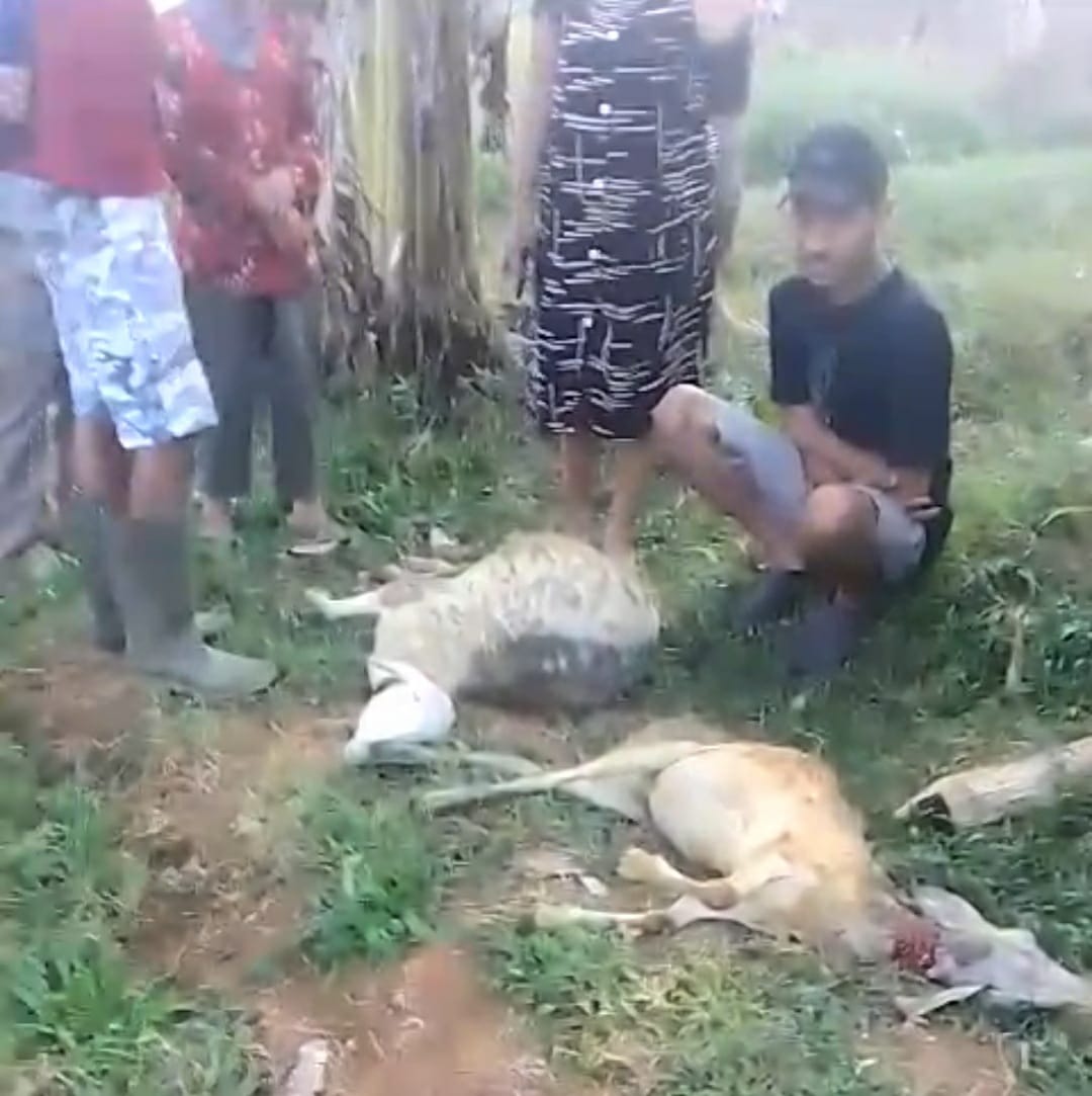 Sembilan Kambing Milik Warga Sodong Batang Mati Diterkam Harimau