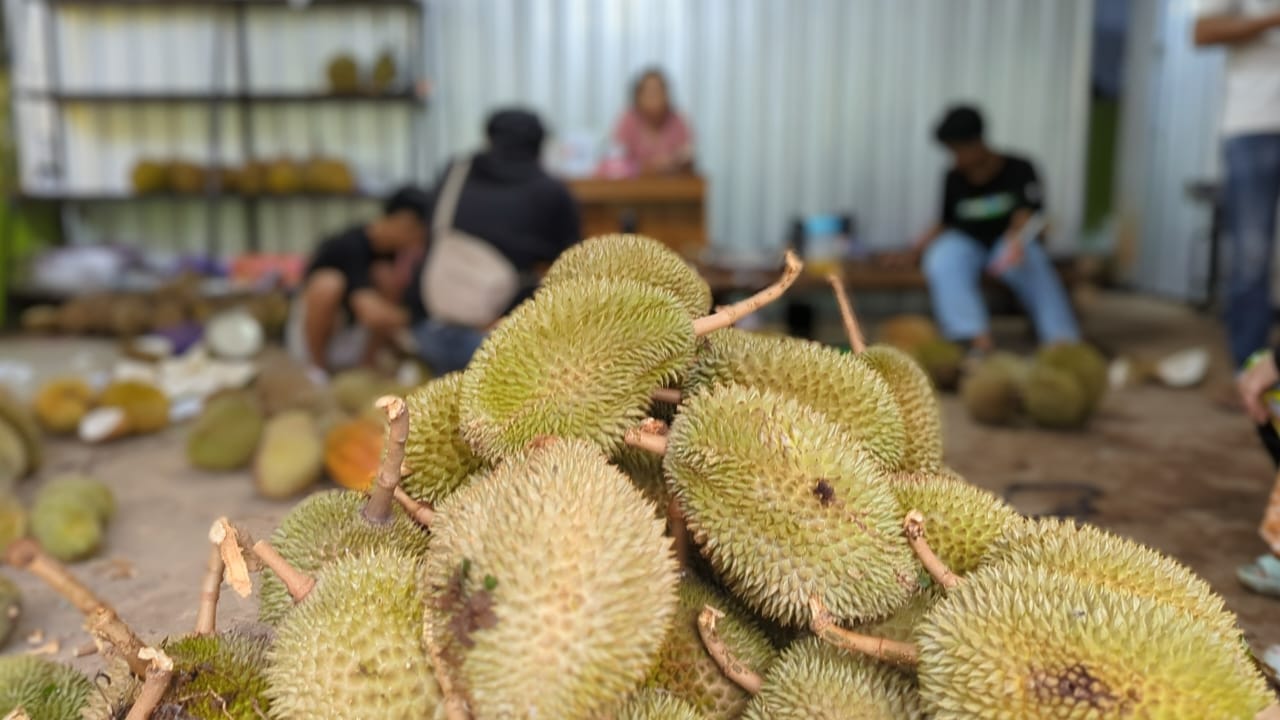 Menikmati Durian Lokal Pekalongan yang Legit Manis dengan Harga Terjangkau