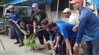 Sempat Gigit Warga, Ular Sanca Panjang Lima Meter Dievakuasi Damkar Kota Pekalongan dari Lahan Kosong