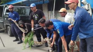 Sempat Gigit Warga, Ular Sanca Panjang Lima Meter Dievakuasi Damkar Kota Pekalongan dari Lahan Kosong